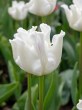 Tulipa White Liberstar
